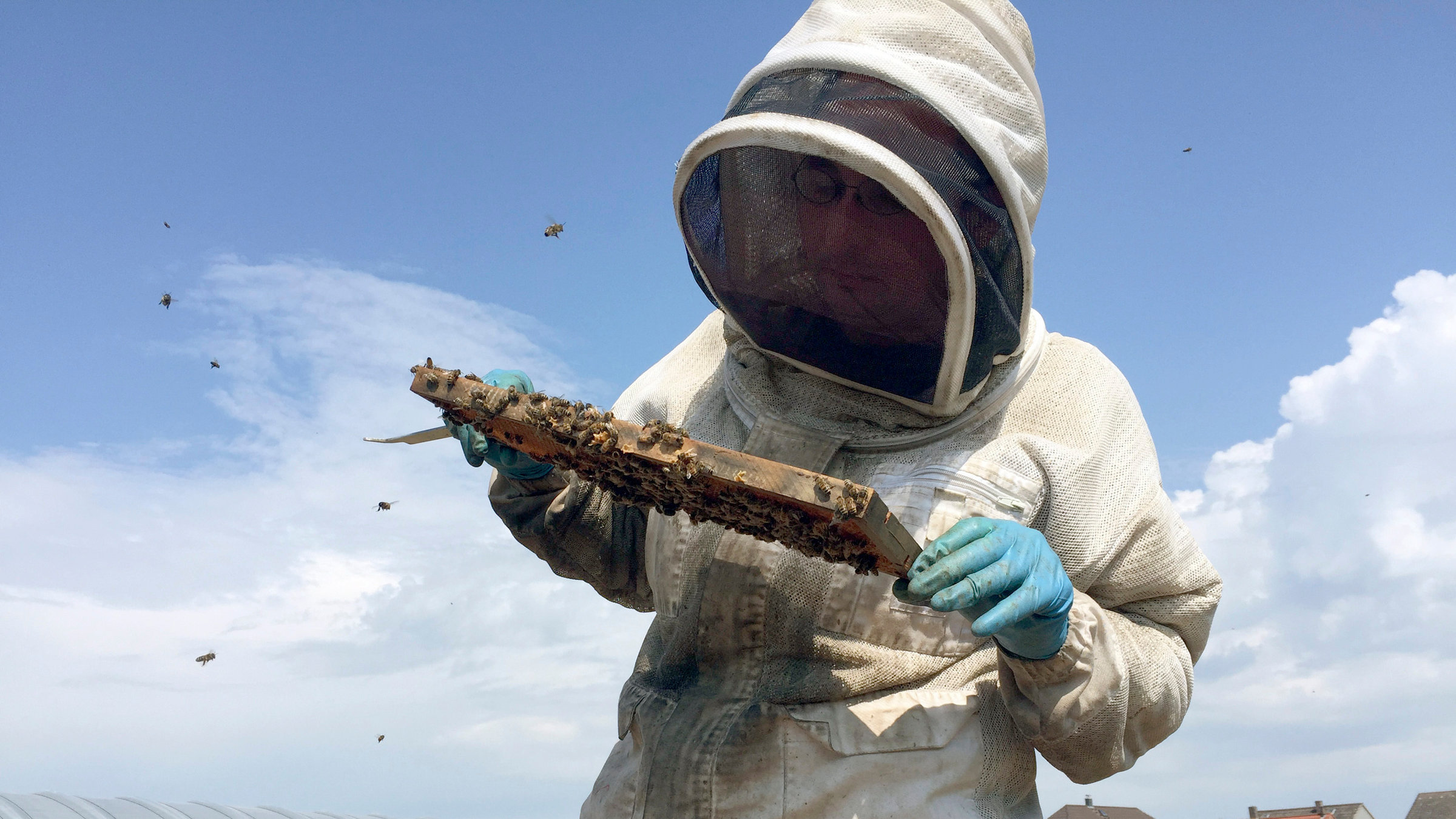 "Hessenreporter: Der Wanderimker - Bienen für die Bauern": Wanderimker Jürgen Parg im Schutzanzug mit Zuchtbienen.
