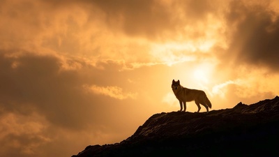 Fabelhafte Artgenossen - Der Wolf