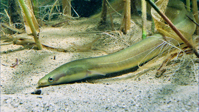 Wörthersee - Bühne für Tier und Mensch