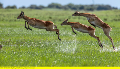 Naturwunder Okawango (1/3)