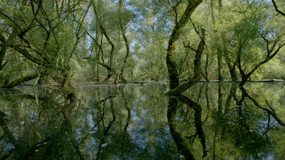 Unsere Wälder - Im Reich des Wassers