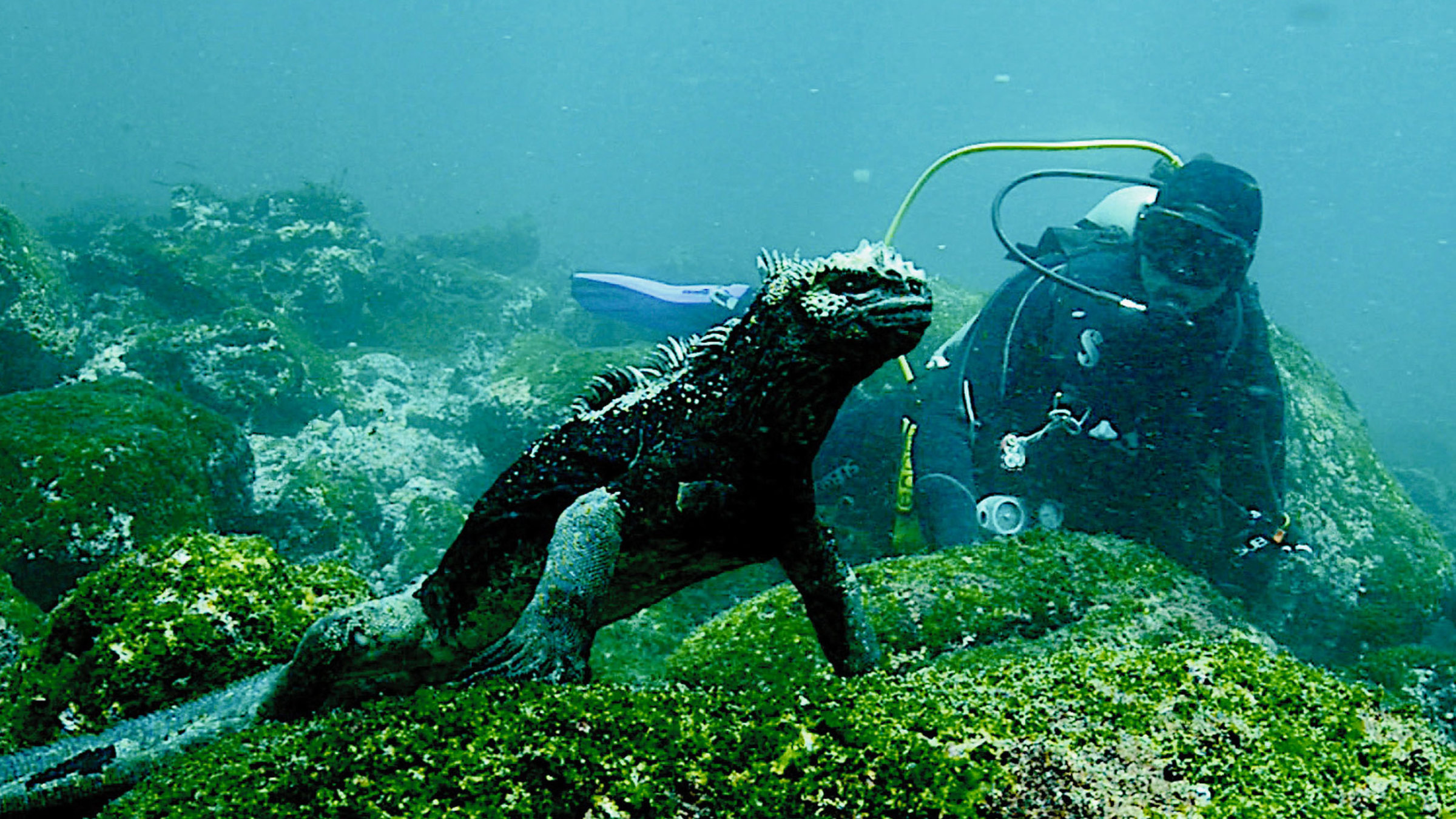 "Der Äquator - Breitengrad der Extreme (2/5)" - Touristenführer Mathias Espinosa betrachtet eine Meerechse unter Wasser.
