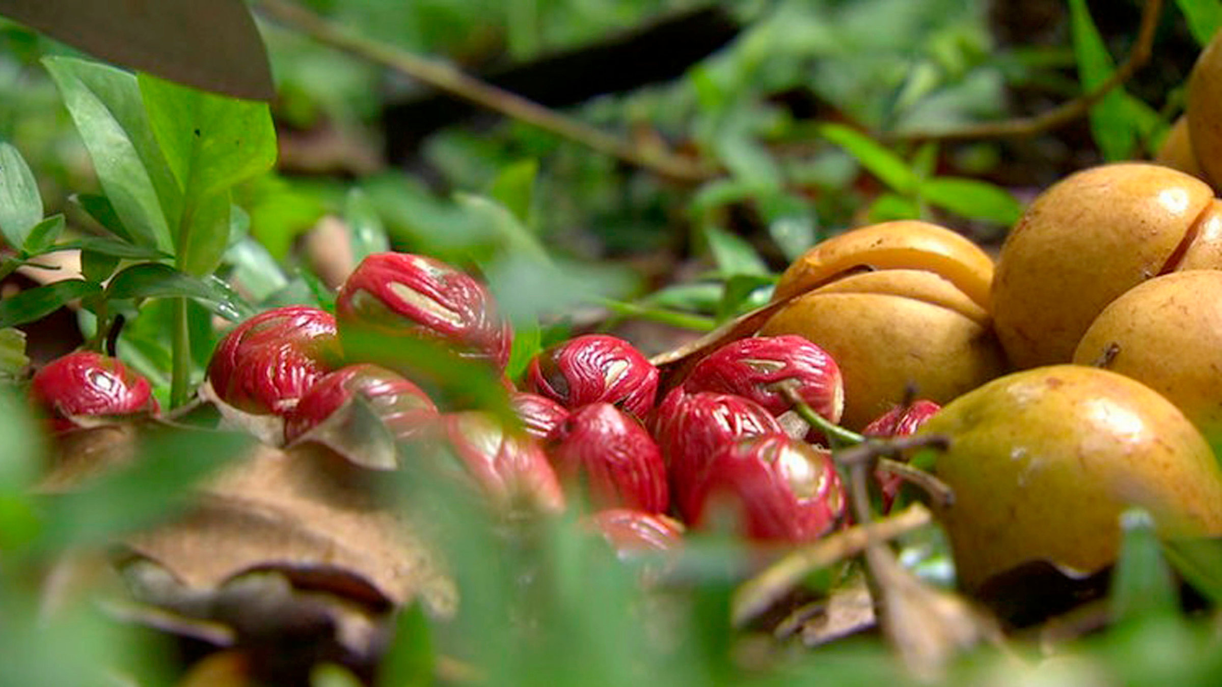 "Mit dem Postdampfer zu den Gewürzinseln": Muskatnüsse
