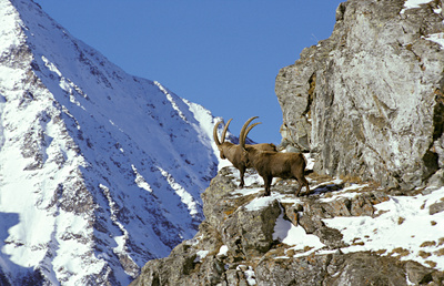 Die vier Alpen