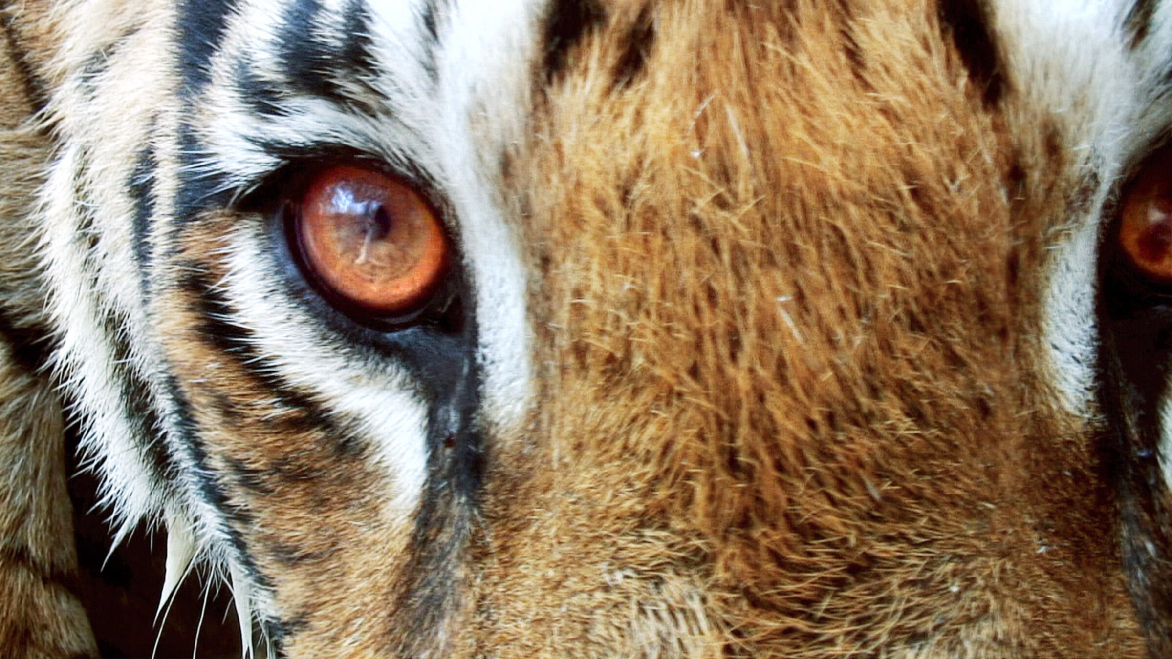 In der dritten Folge sind die vier jungen Tiger beinahe ausgewachsen. Sie trainieren und verfeinern ihre Fertigkeiten bei der Jagd, denn mit etwa zwei Jahren müssen sich die beiden Männchen nun eigene Reviere suchen. Ihre Schwestern bleiben in der Nähe - gelegentlich teilen Tigerweibchen sogar das Revier ihrer Mutter. Von nun an sind die vier unerfahrenen Tiger auf sich selbst gestellt - und wachsen langsam zu Herrschern des Dschungels heran.
