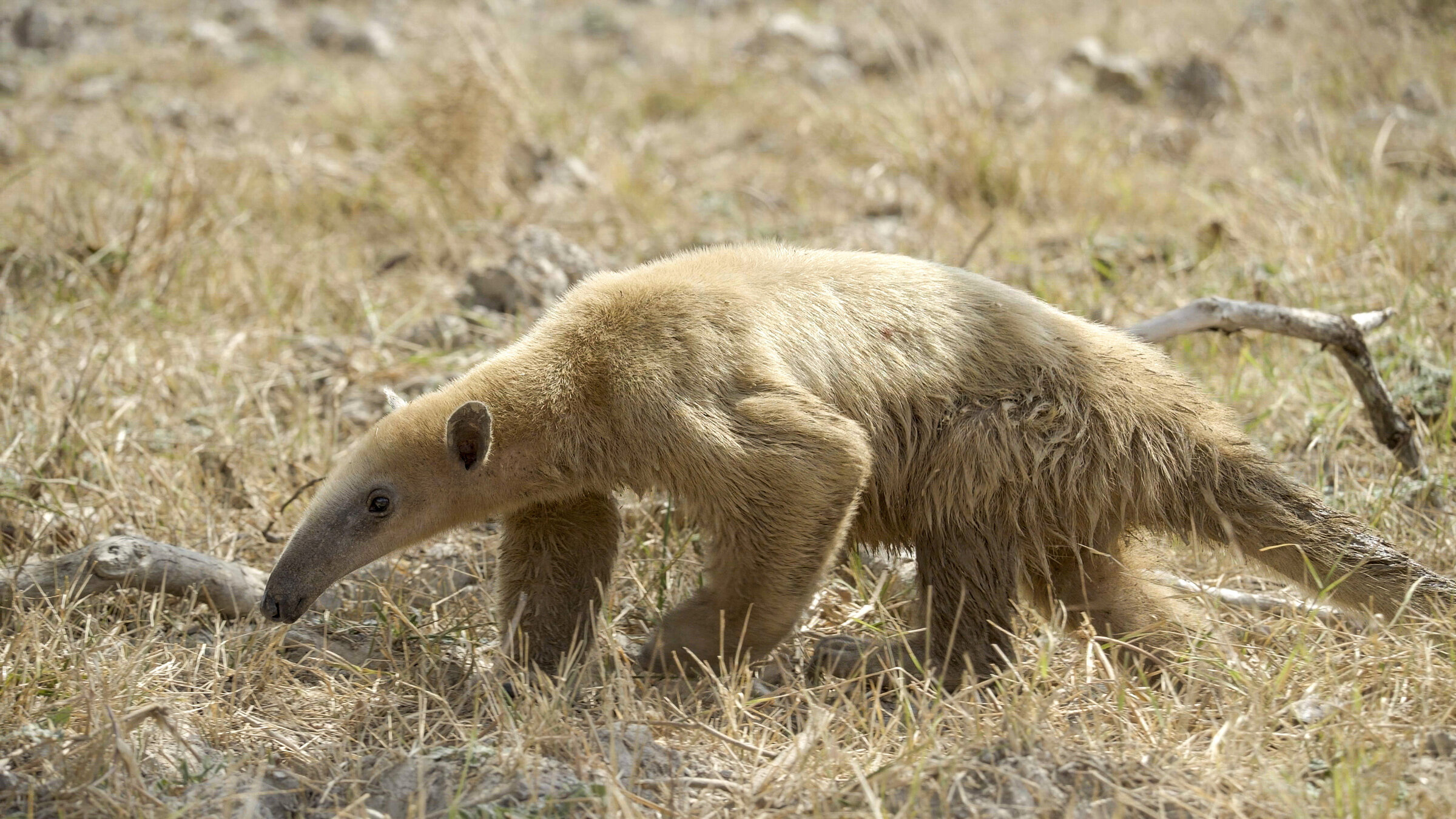 "Kolumbien - Das entfesselte Paradies (1/2) - Zwei Flüsse": Tamandua Ameisenbär (Myrmecophagidae).