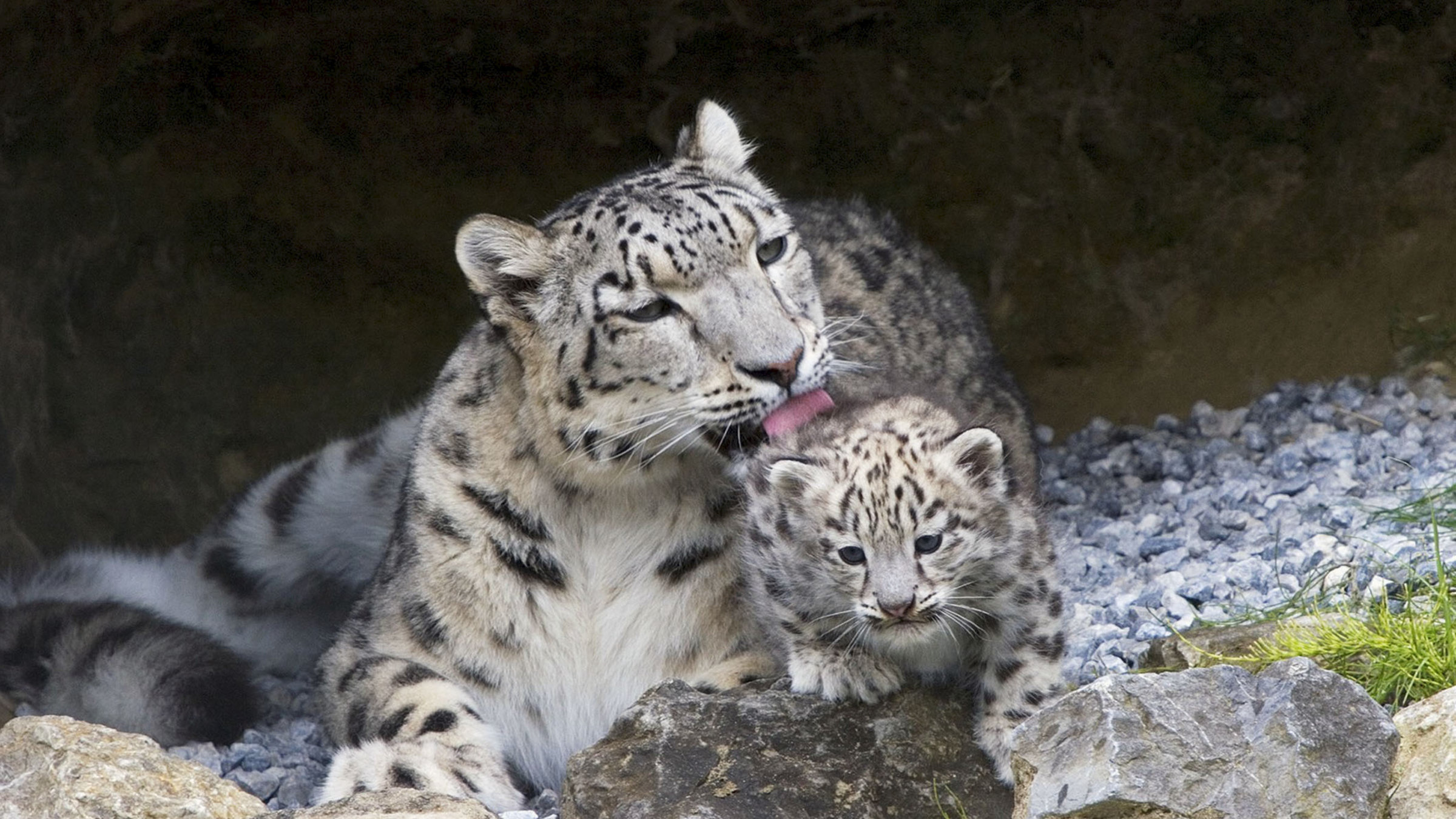 "Der globale Zoo" - Schneeleopardin Dshamilia mit ihrem Nachwuchs