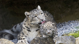 Der globale Zoo