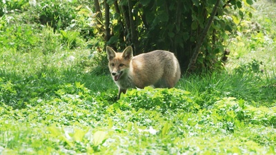 60 Jahre Wildpark Feldkirch