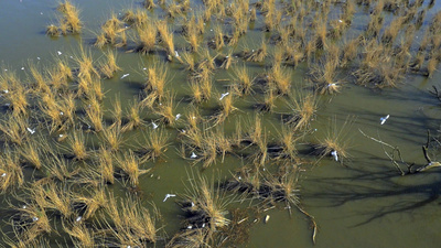 Bodensee - Wildnis am großen Wasser