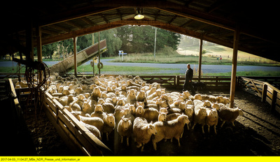 Wildes Neuseeland (3/3)