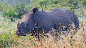 Nashörner ohne Horn: Artenschutz in Südafrika
