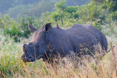 Nashörner ohne Horn: Artenschutz in Südafrika