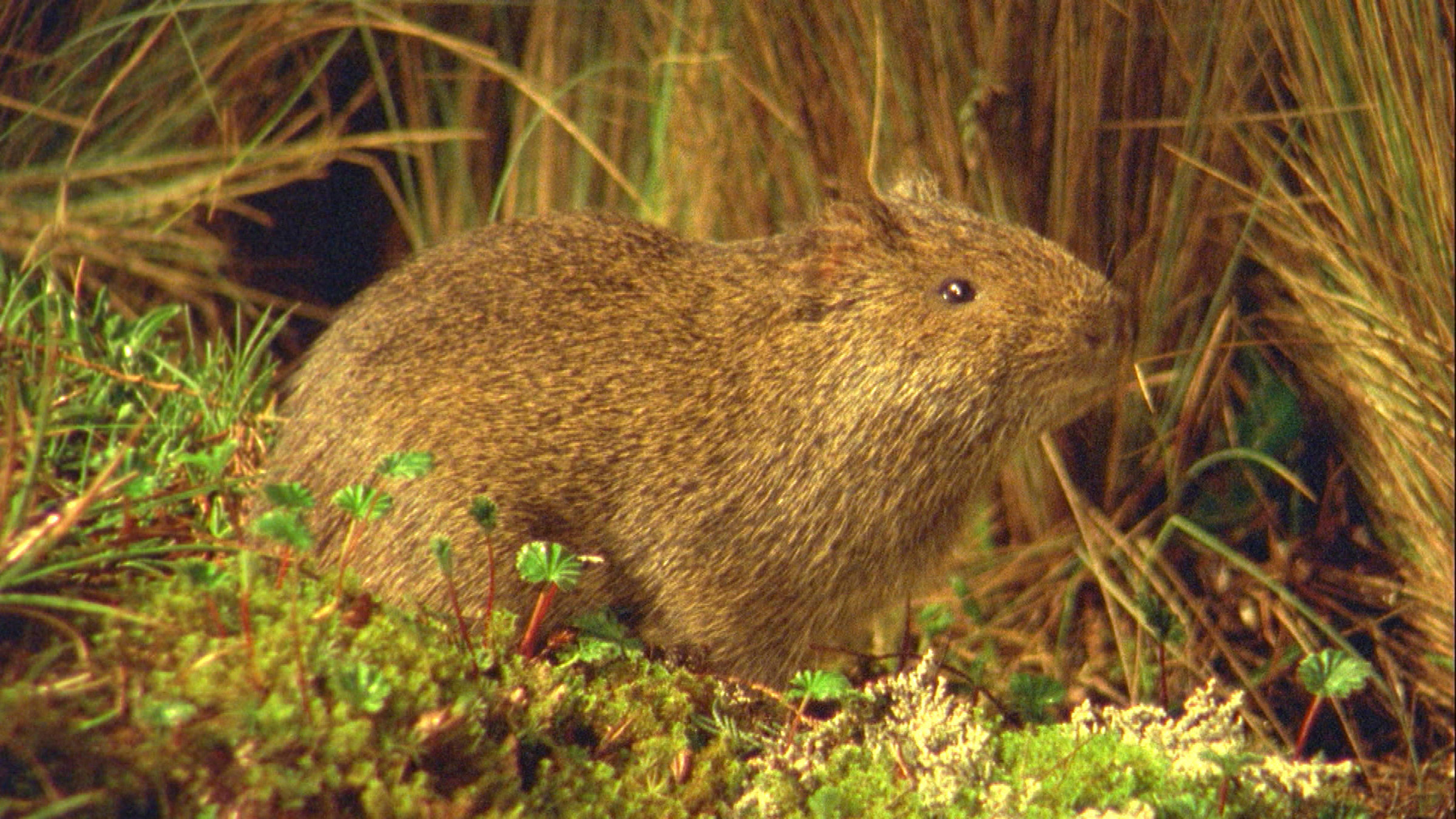 "Das Meerschwein und sein brummiger Nachbar":  Wildes Meerschweinchen.