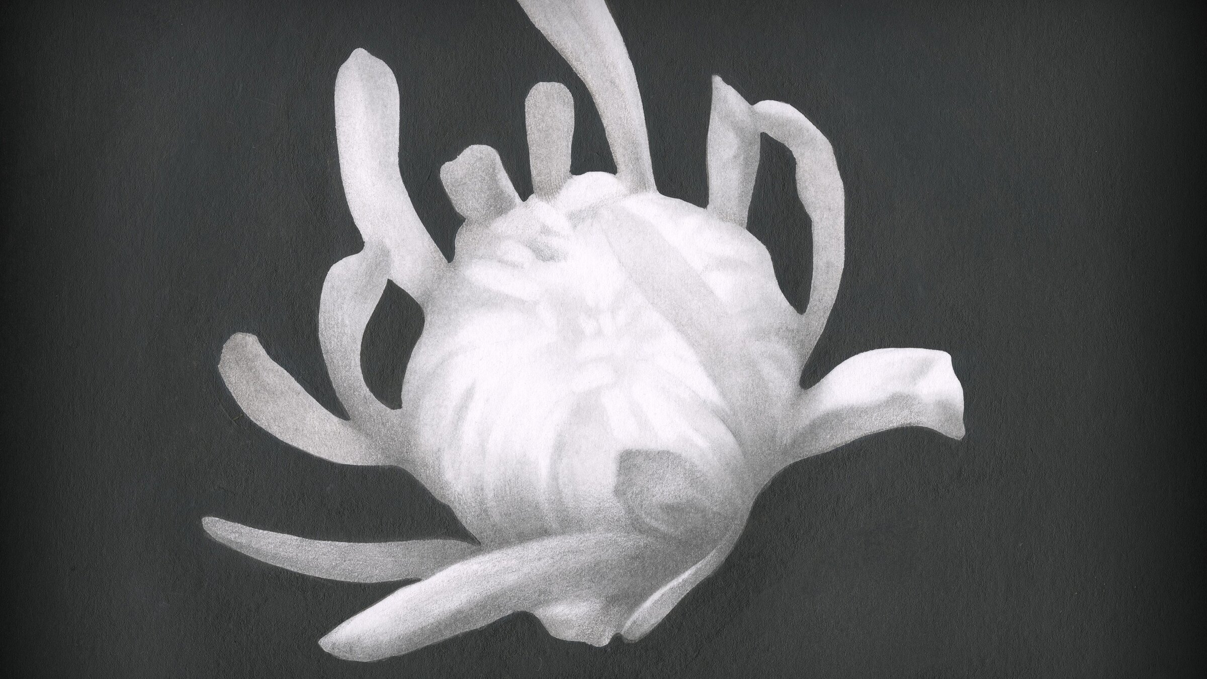 "Chrysanthemum": Zeichnung einer stilisierten Blumenblüte.