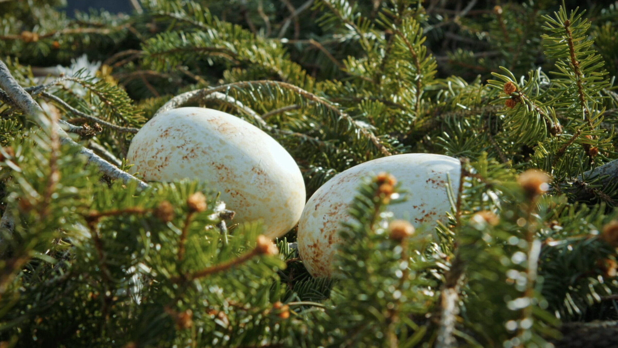 "Das Ei - Aufbruch ins Leben": Eier des Steinadlers im Nest.