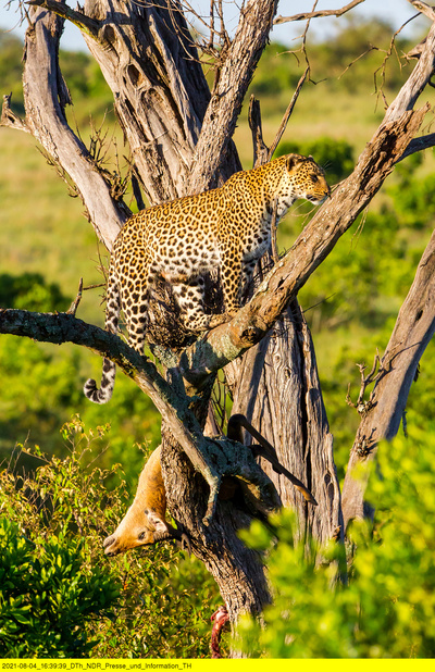 Die Leopardin (1/2)