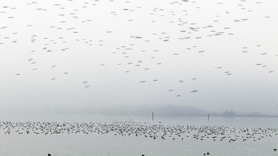 Bodensee - Wildnis am großen Wasser
