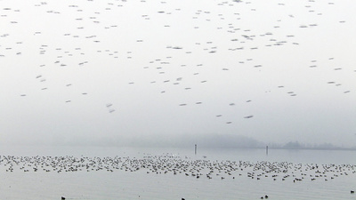 Bodensee - Wildnis am großen Wasser