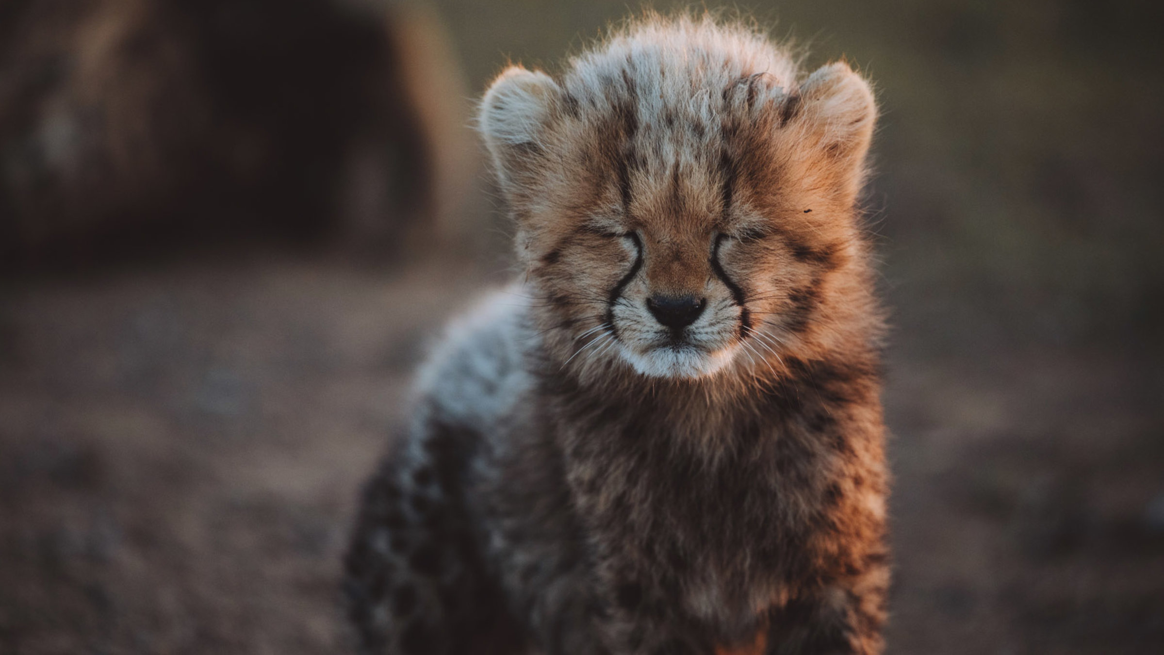 "Tierkinder der Wildnis (5/5) - Usana, die Gepardin": Von ersten zaghaften Schritten bis ins raue Geparden Leben: Es ist eine harte Schule für die Kinder der Wildnis.