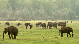 Wildes Indien (1/3)