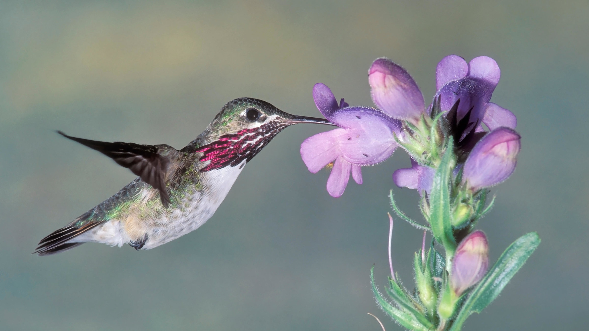 "Magie der Jahreszeiten (2/4) - Sommer": Nahaufnahme -  Kolibri saugt Nektar aus lila Blütenkelchen.