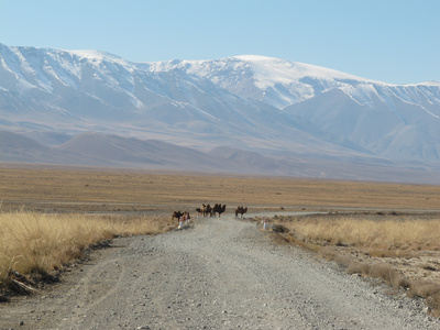 Wüstenschiffe: Von Kamelen und Menschen