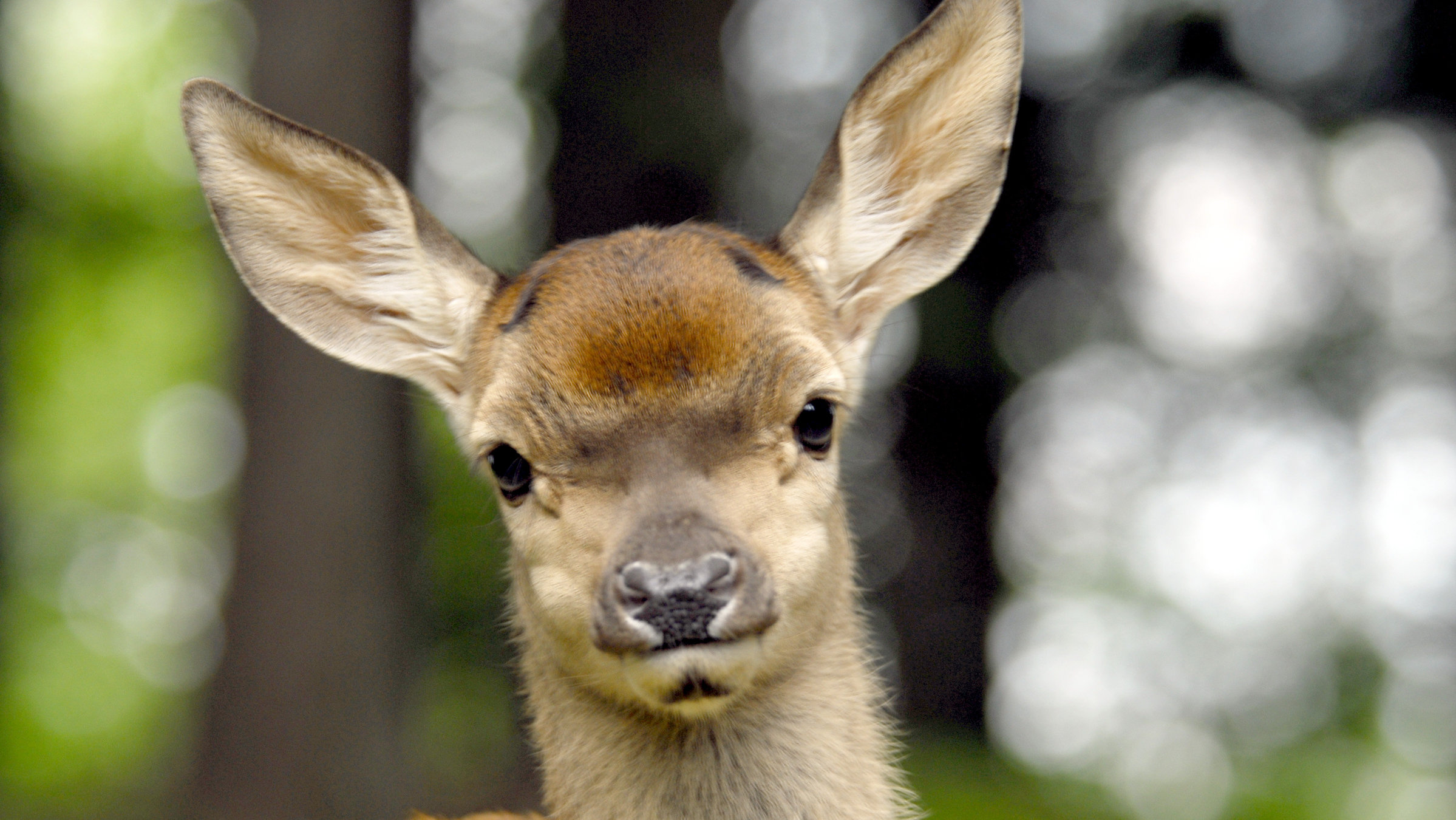 "Der Prinz der Alpen": Hirschkalb.