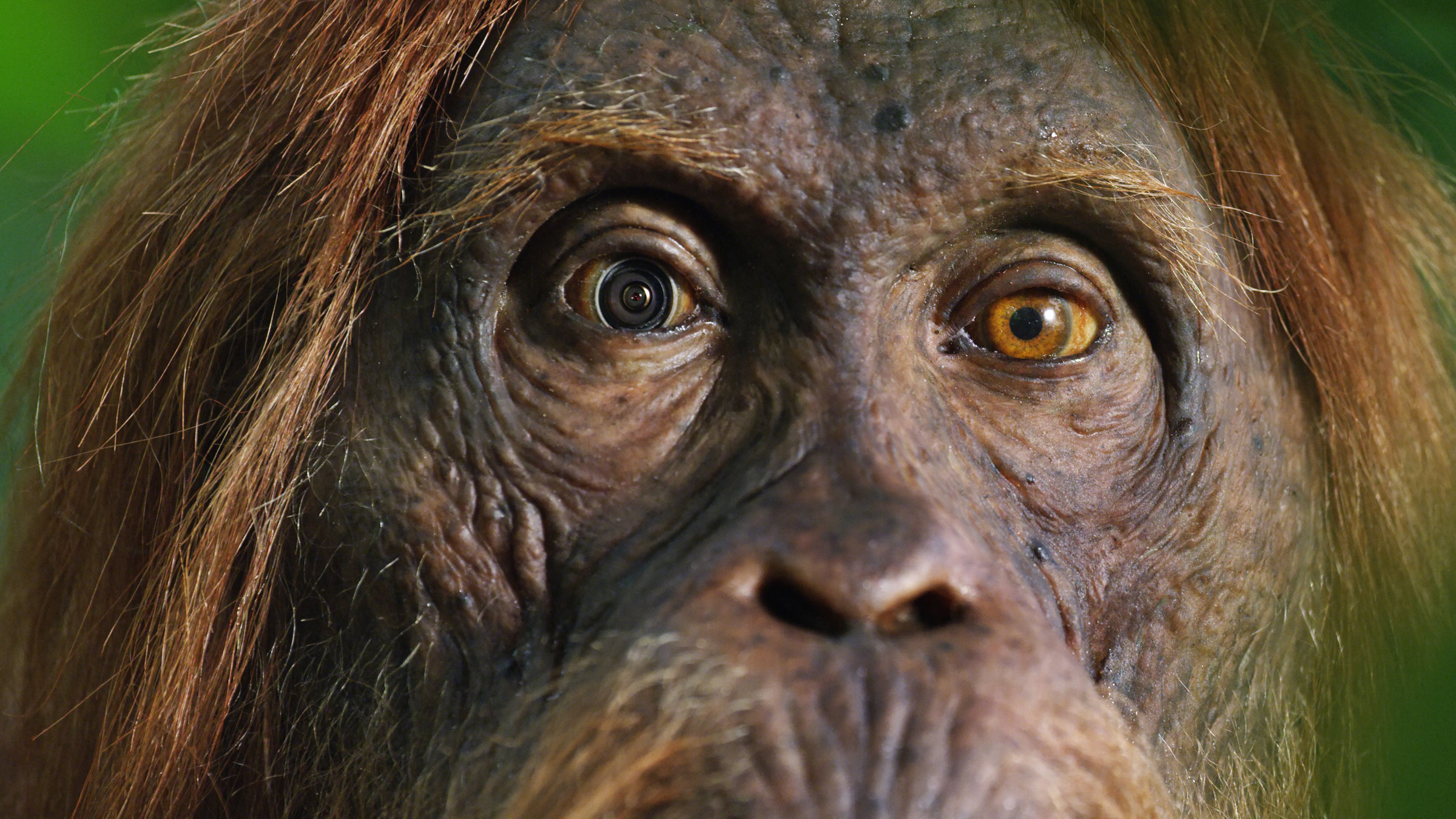 "Terra X: Spione im Tierreich - Schlaue Köpfe": Roboter-Orang-Utan mit Kamera-Augen in Nahaufnahme.