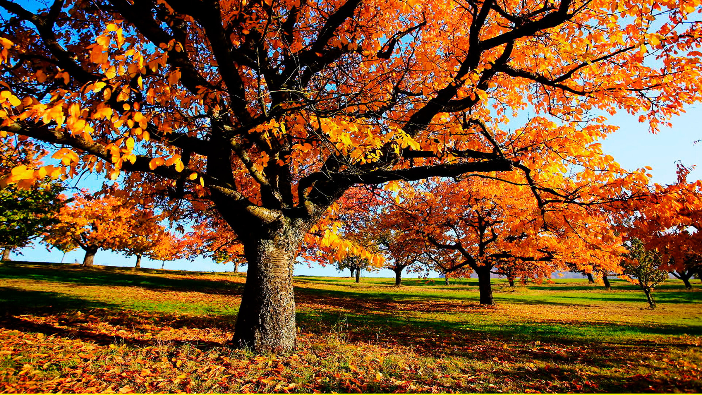 "Herbstwelten": Obstbäume auf einer Streuobstwiese.