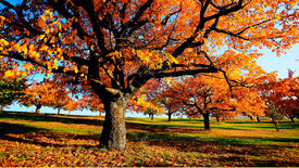 Herbstwelten