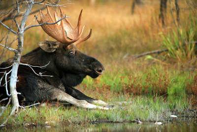 Yellowstone - Zeit des Wandels