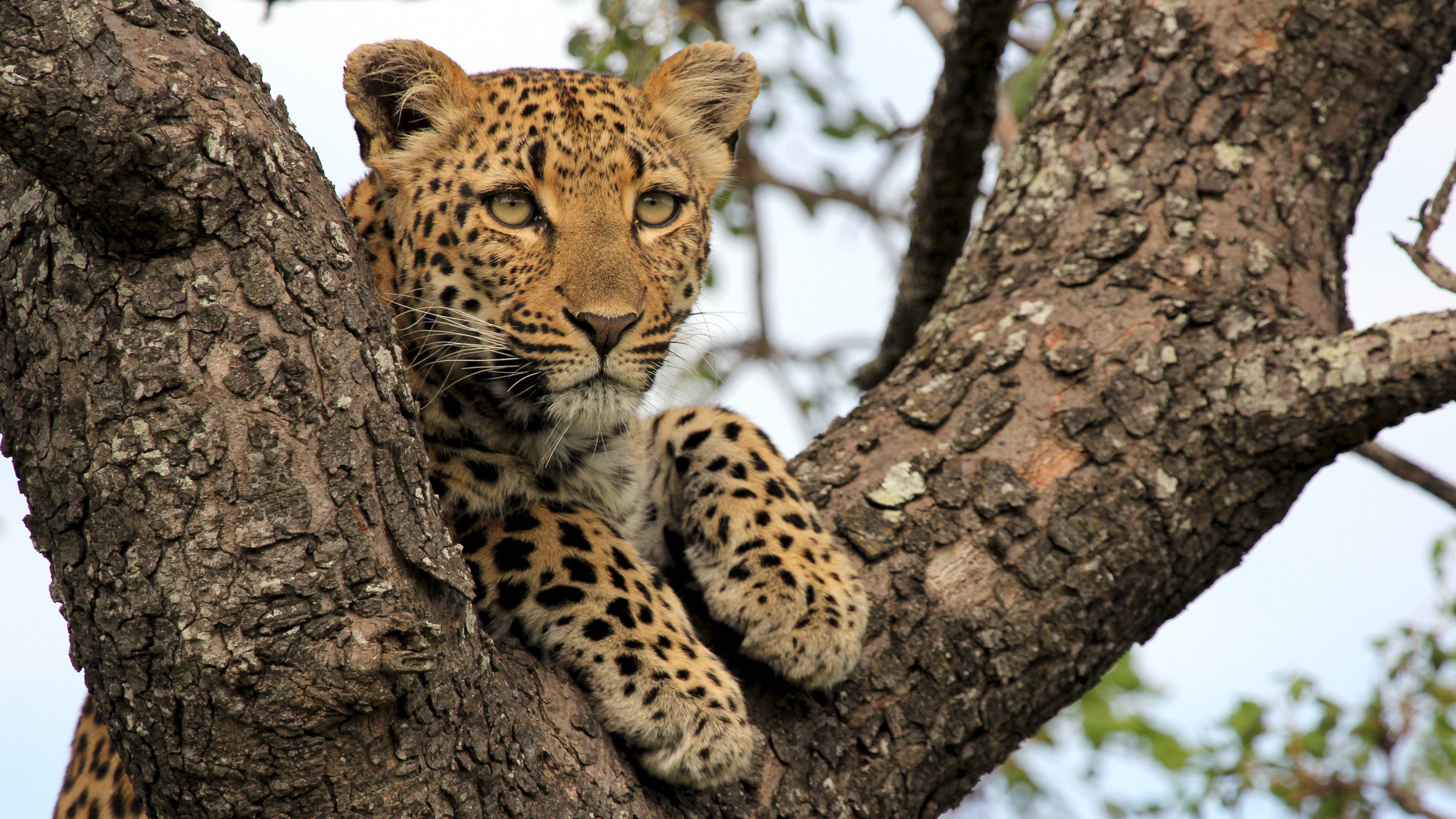 "Die Magie des Leoparden - Ökotourismus in Südafrikas Wildreservaten": Ein Leopard sitzt in einem Baum und schaut herunter.
