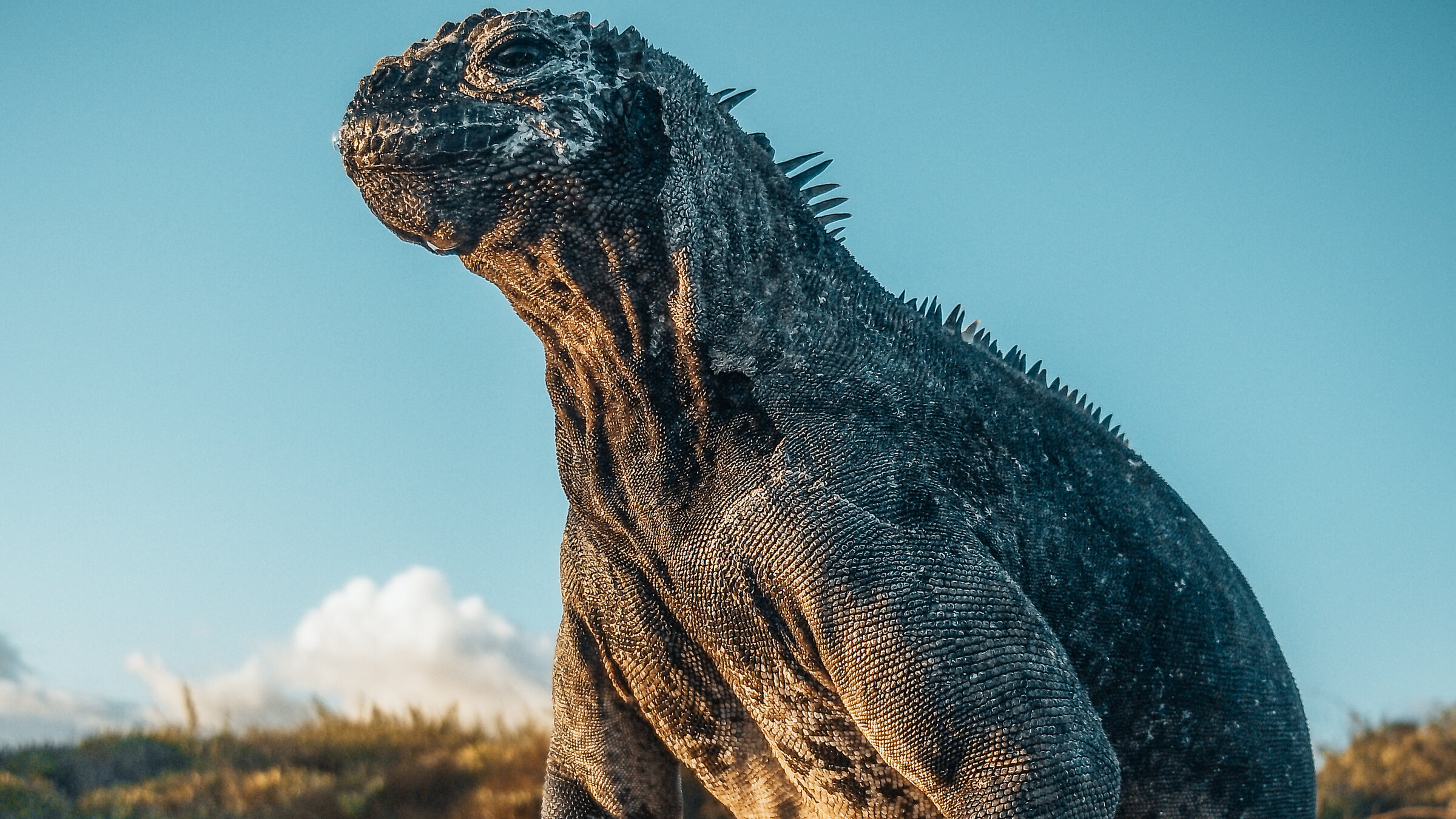 "Galapagos (1/2) - Neubeginn": Galapagos-Meerechse.