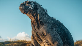 Galapagos (1/2)