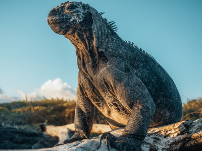 Galapagos (1/2)