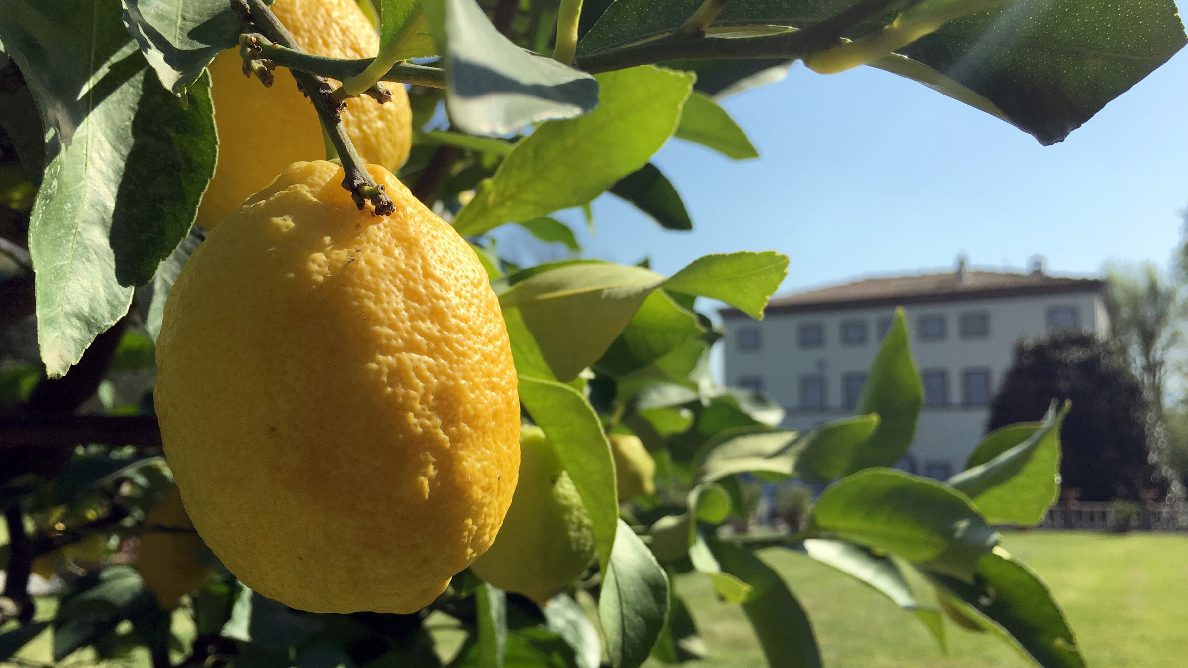"Wo die Zitronen blüh'n - Eine süßsaure Reise von den Alpen bis Sizilien": Zitronenbäume.