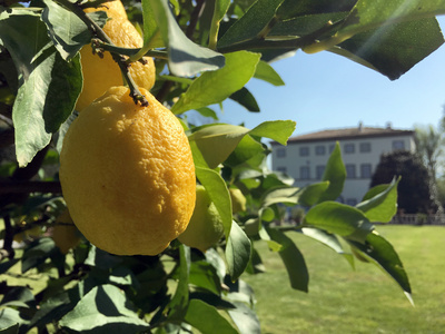 Wo die Zitronen blüh'n - Eine süßsaure Reise<br/>von den Alpen bis Sizilien