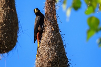 Tierische Superbauten: Wunderwerk Nest