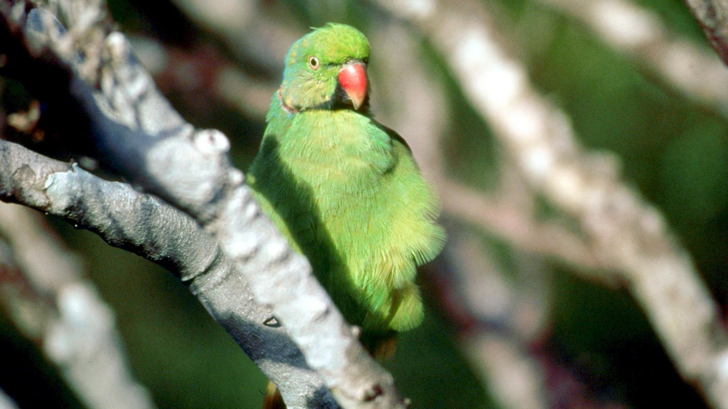 "Mauritius - Schatzinsel im Indischen Ozean" - Sittich auf Mauritius.