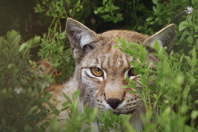 Wildnis Europa: Der Luchs