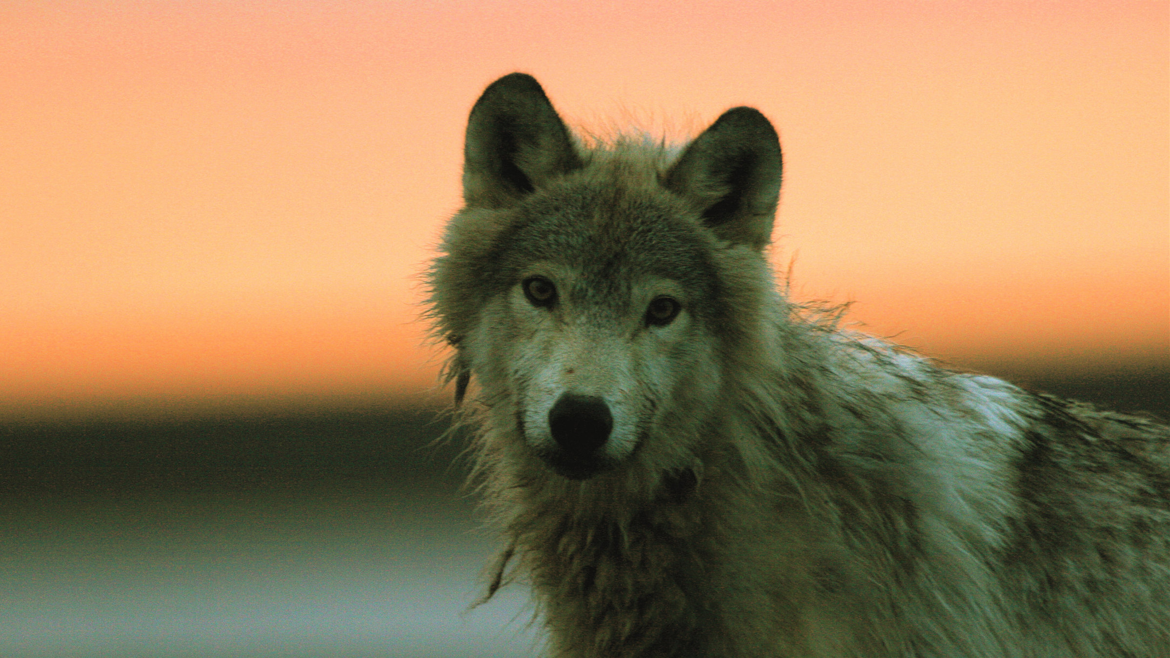 Волки 2011. Bbc: замерзшая Планета (Frozen Planet), 2011–2012. Frozen Wolf. Down Wolf Sun. Wolf watch.