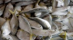 Fischmehl – ein schmutziges Business