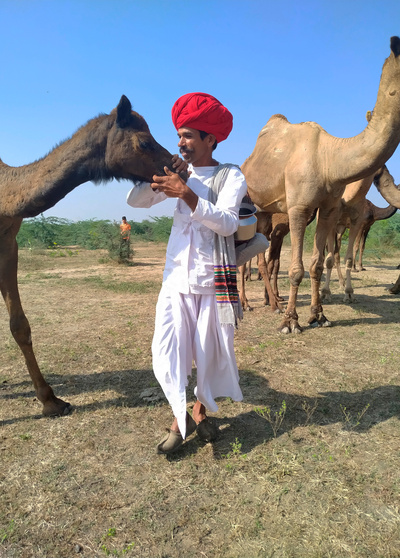 Hüter der Erde: Kamelhirten in Rajasthan