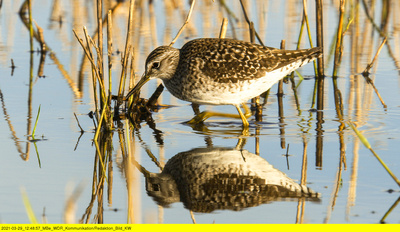 Wasserwildnis in Westfalen - Münsters Rieselfelder