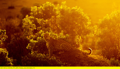 Die Leopardin (1/2)