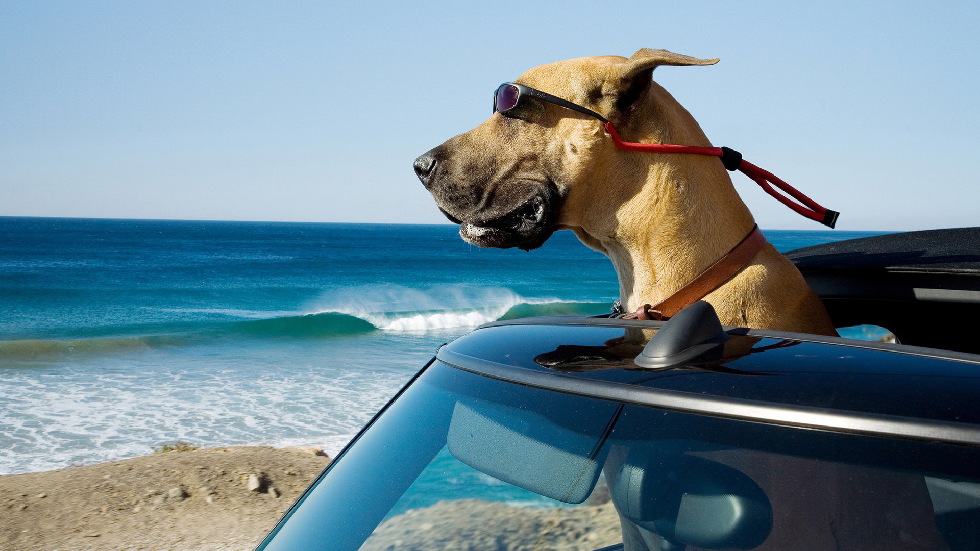 "Marmaduke": Marmaduke hält seinen Kopf aus dem Dach eines Cabrios. Im Hintergrund ist das Meer zu sehen.