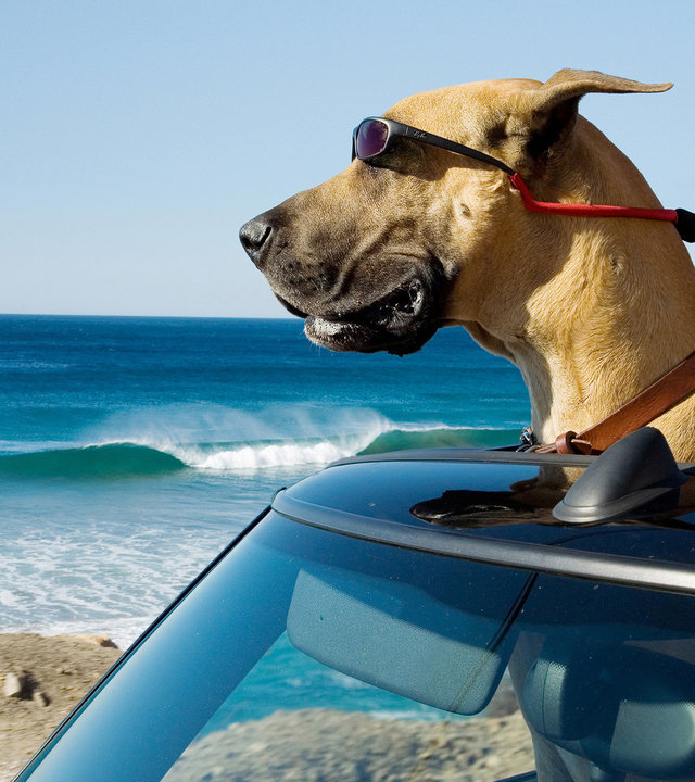 "Marmaduke": Marmaduke hält seinen Kopf aus dem Dach eines Cabrios. Im Hintergrund ist das Meer zu sehen.