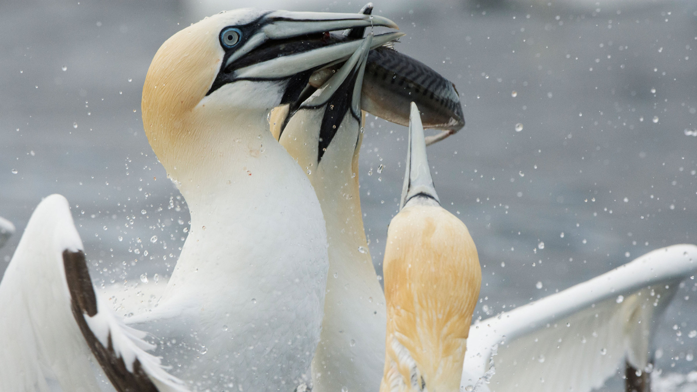 "Wildes Shetland": Mehrere Tölpel streiten sich um einen Fisch.