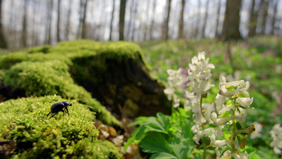 Unsere Wälder (2/3)